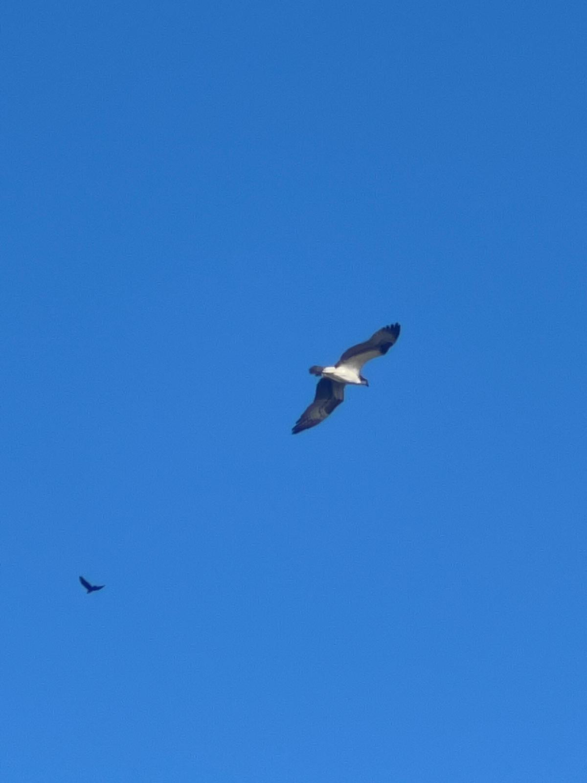 original PelicanBay3