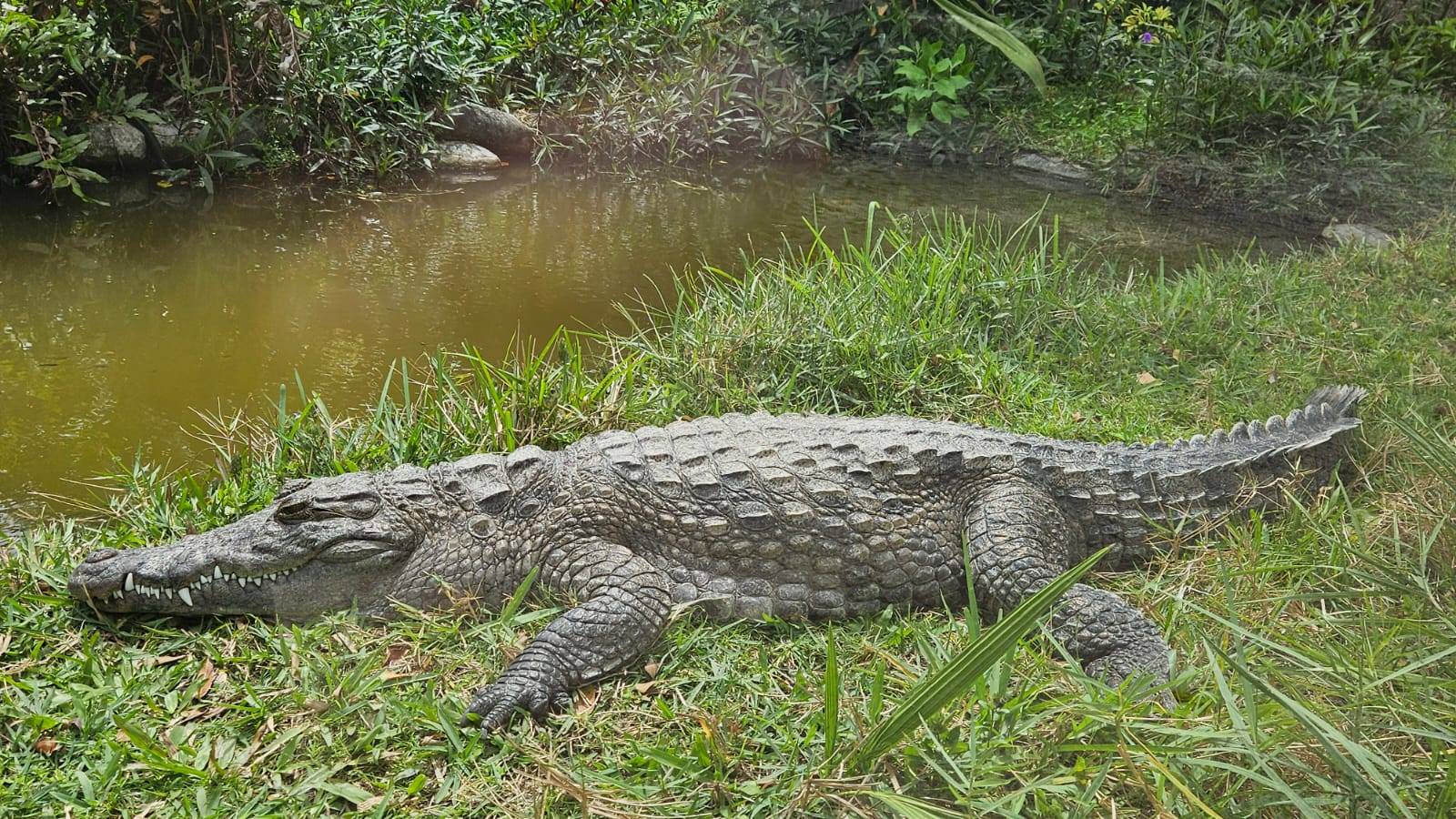 original Sawgrass5