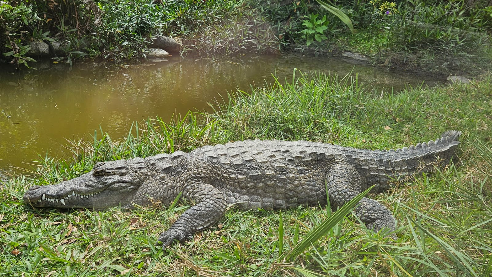 original Sawgrass5