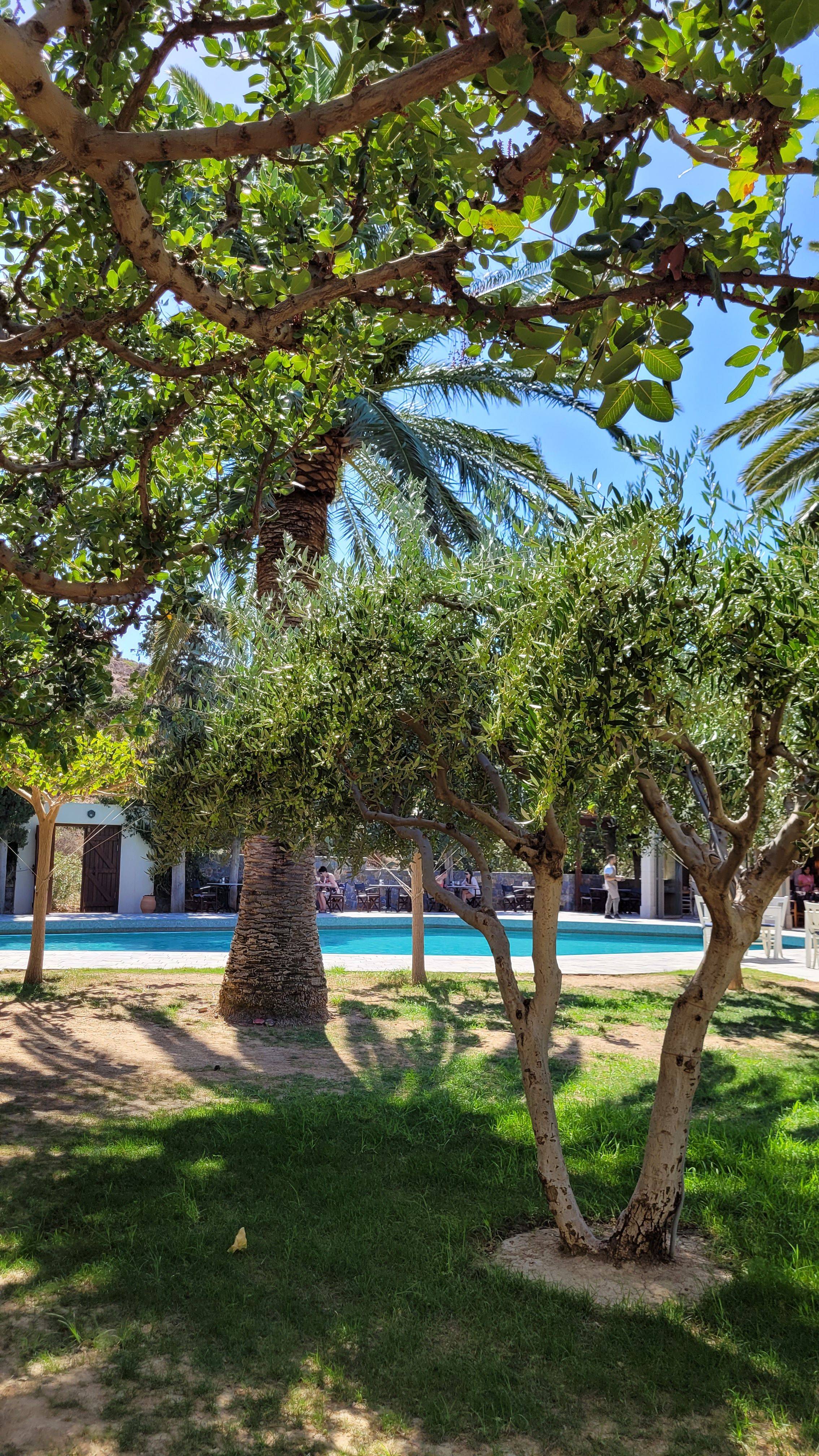 original PoolOlivenb ume Hotel Irini Mare