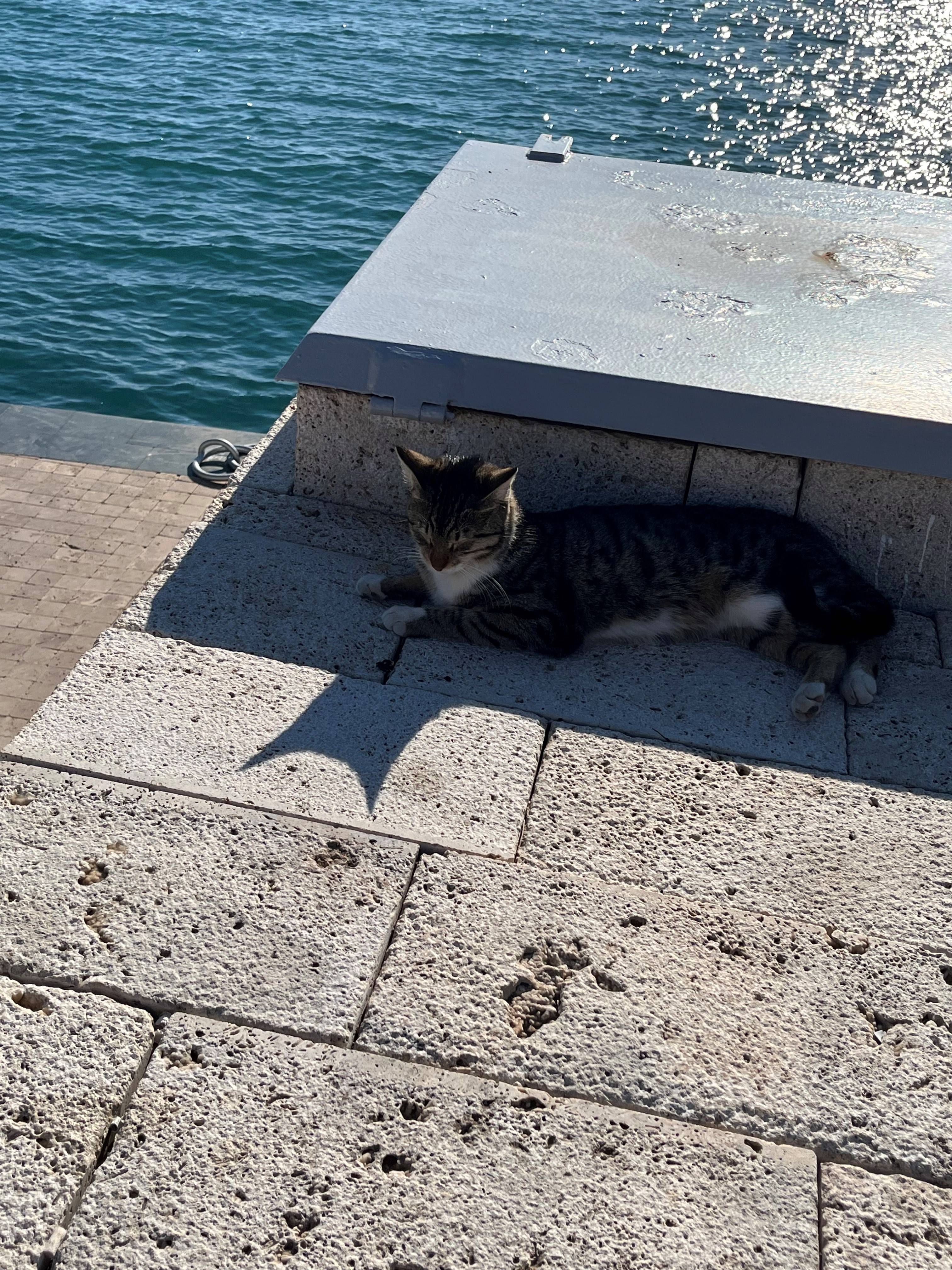 original Katze