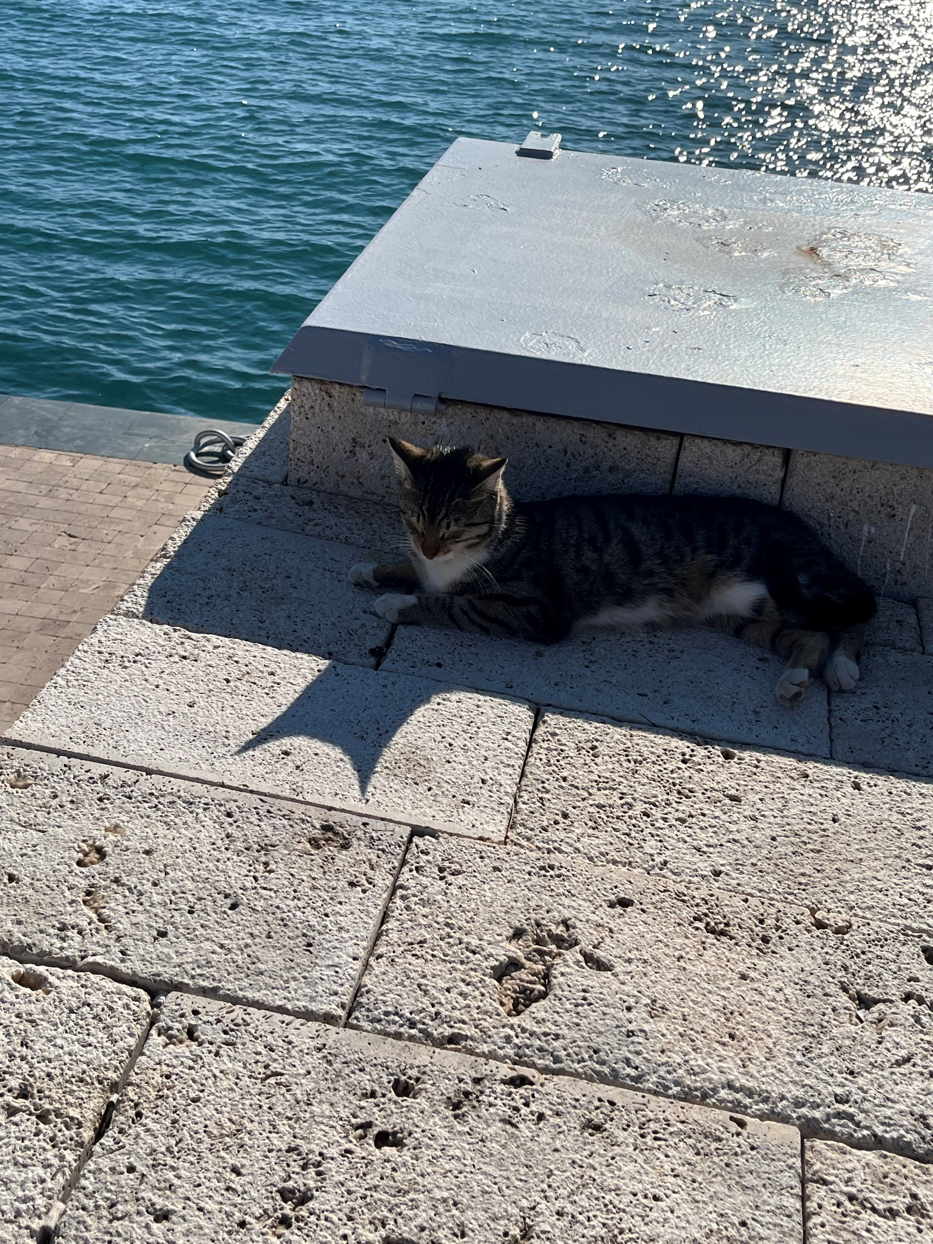 original Katze