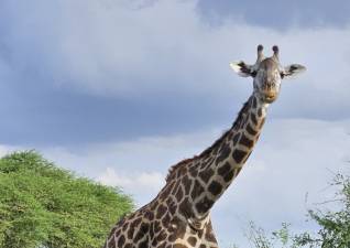 Giraffe