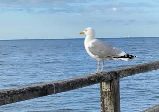 Möve an der Ostsee Möve an der Ostsee