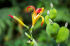 original pixabay azoren 7