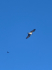 original PelicanBay3