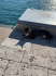 original Katze