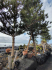 original El Golfo original El Golfo